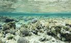 ‘Crisis’: Climate Panel Highlights Devastation of Great Barrier Reef