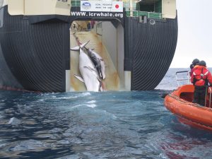 For Japan, Whaling Is Intertwined With Maritime Sovereignty