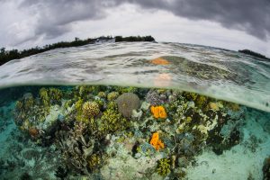 Solomon Islands&#8217; Mega Coral Points the Way to Save Our Reefs